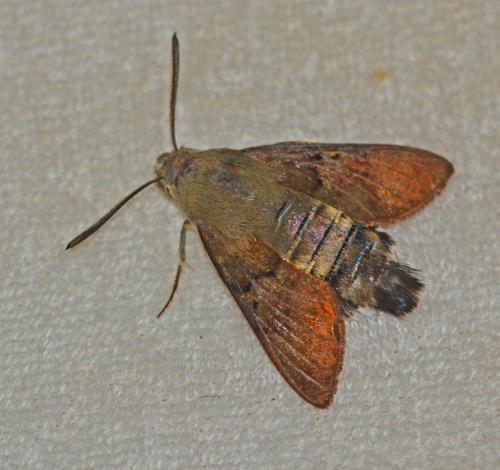Macroglossum stellatarum